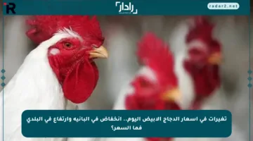 تغيرات في أسعار الدجاج الأبيض اليوم.. انخفاض في البانيه وارتفاع في البلدي فما السعر؟